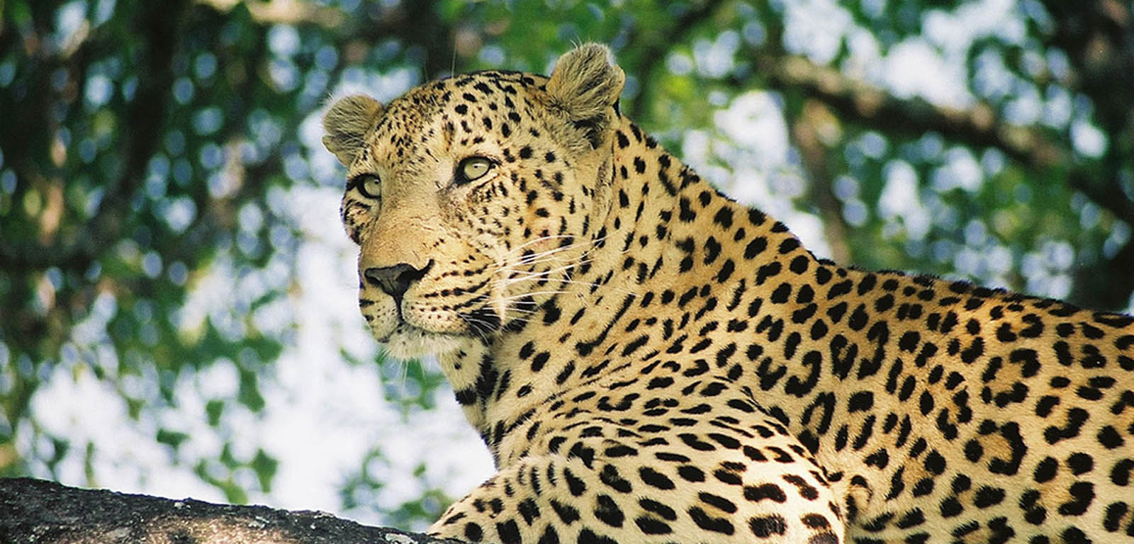 Assam haven leopards leopard