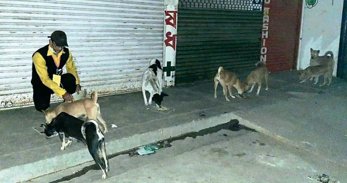 Stray dogs being fed