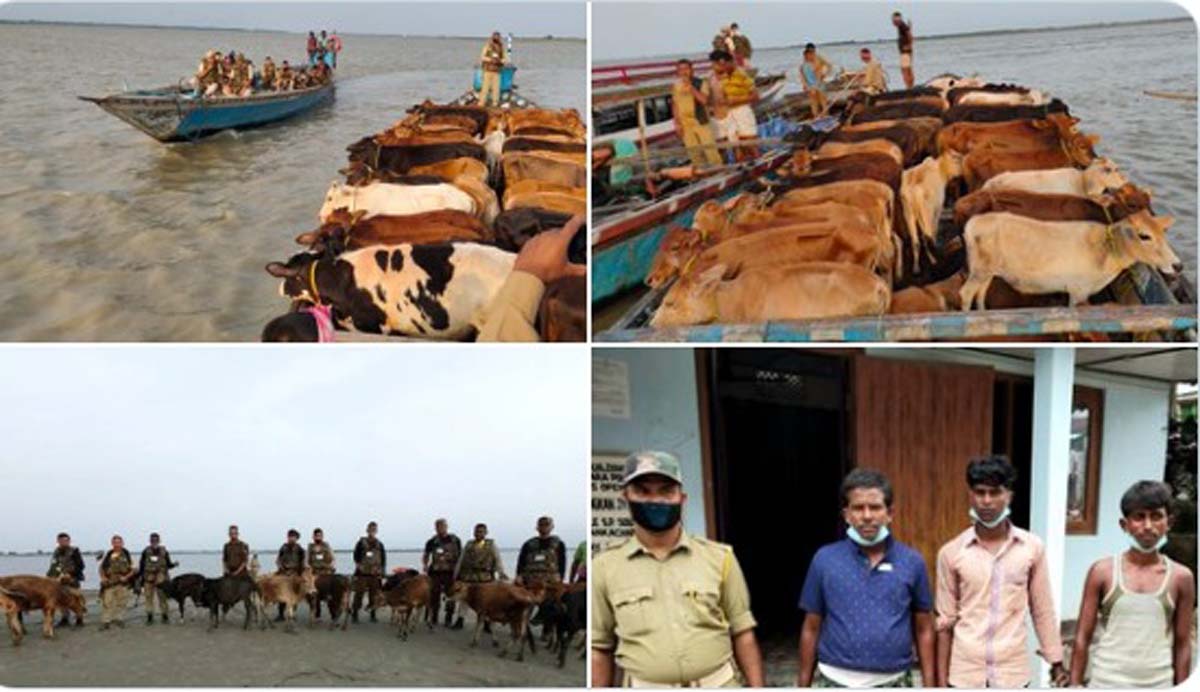 Assam: Dhubri-South Salmara Police Seize 56 Cattle Heads & 1 Boat, Arrest 3