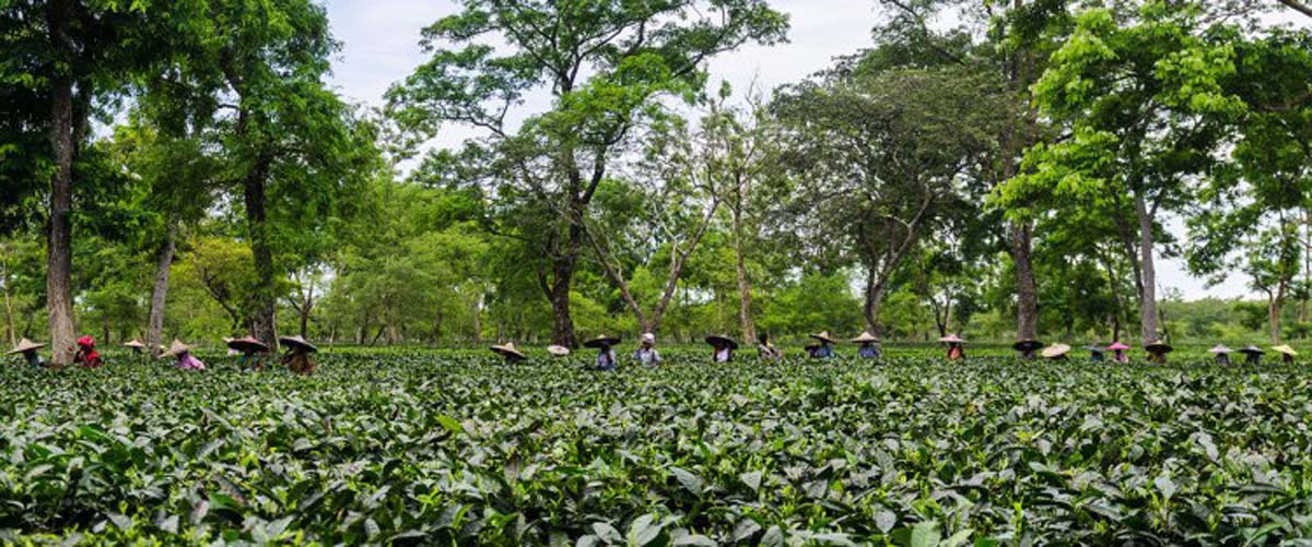 Assam tea garden