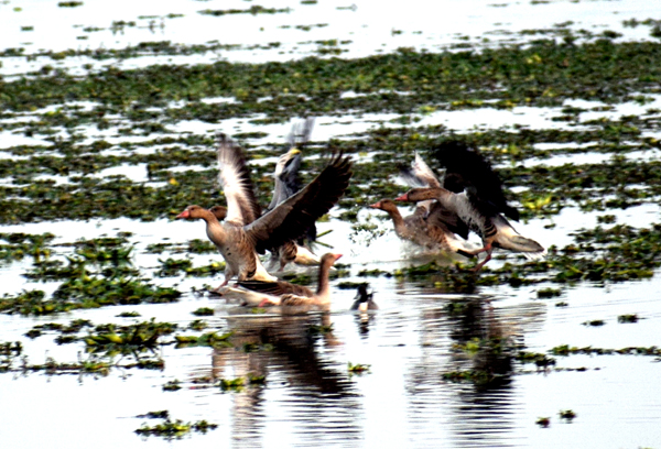 Migratory birds in Pobitora Wildlife Sanctuary