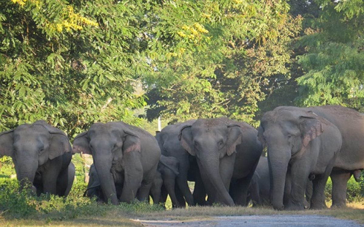 Assam: Man trampled to death by wild elephant at Tamulpur