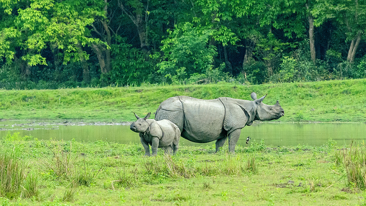 Assam: Kaziranga National Park faces new threat from invasive plant species