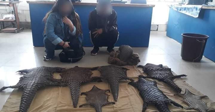 Assam: Pangolin scales seized in Tinsukia, two arrested