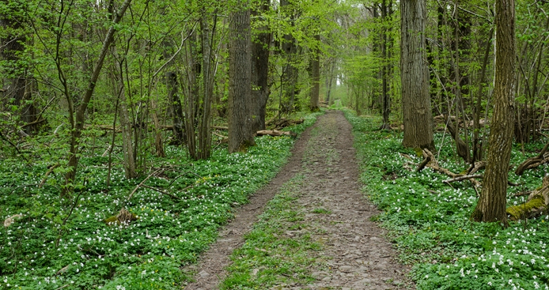 Assam Garbhanga Forest Reserve Likely To Be Notified As Wildlife Sanctuary