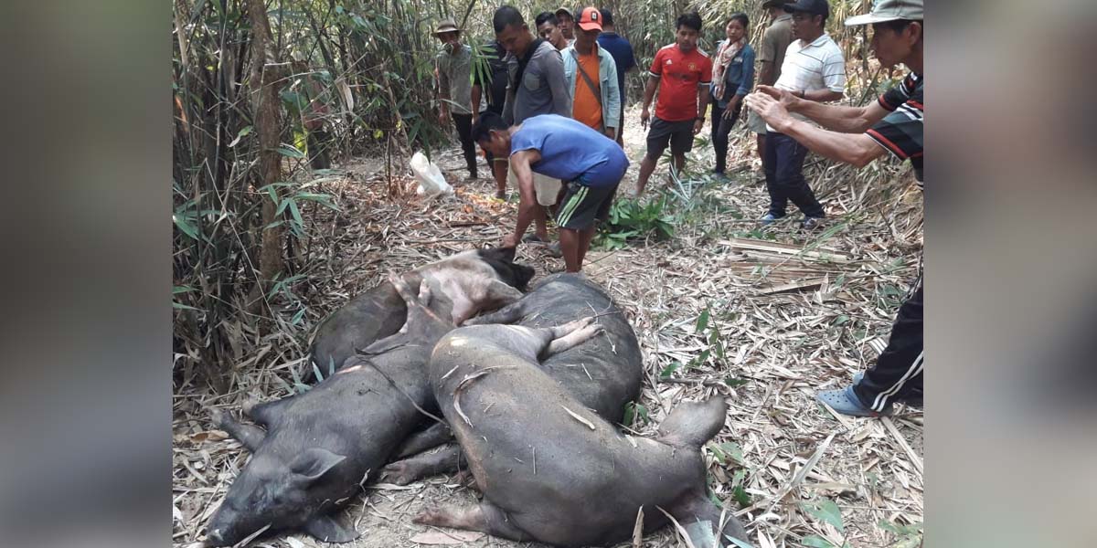 MizoramAfrican Swine Fever in Mizoram