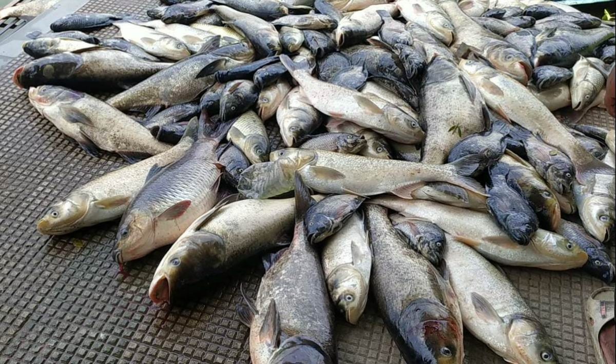 Assam: Imported fish with formalin threatening lives in state?