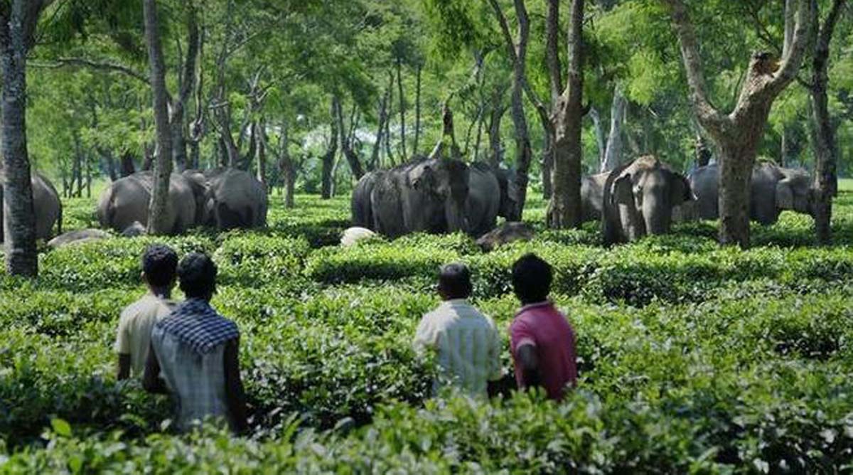 Assam: Man trampled to death by jumbo in Nagaon