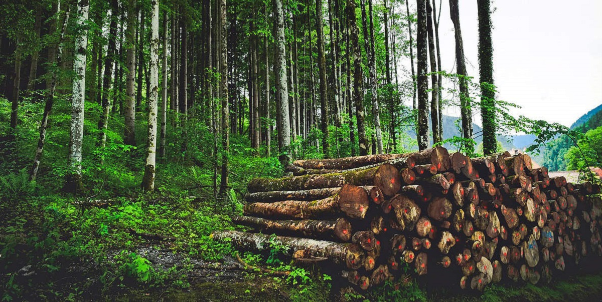 Arunachal Pradesh government initiates steps to de-reserve forests