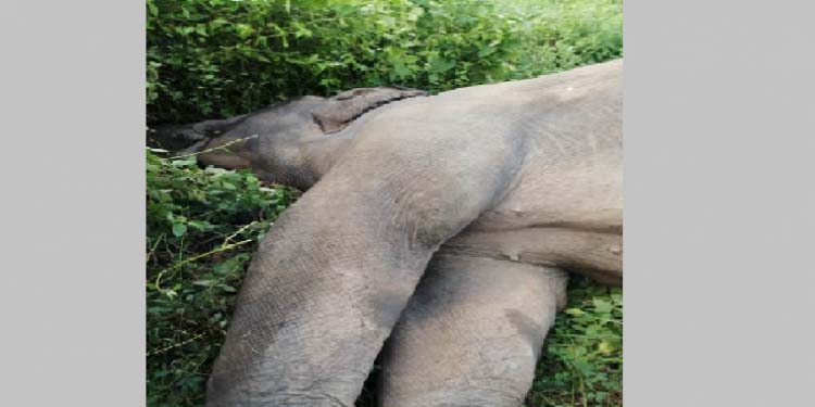 elephant electrocuted in Guwahati