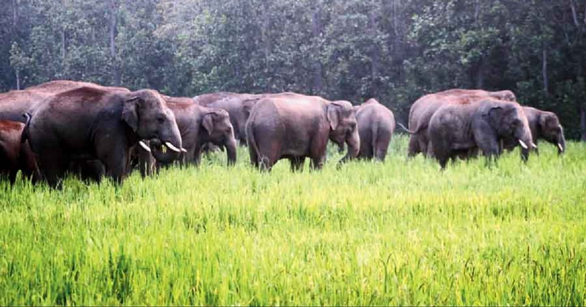 Assam man-elephant Meghalaya Elephant