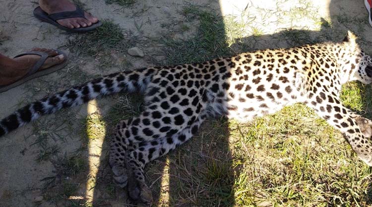 Leopard killed in Assam