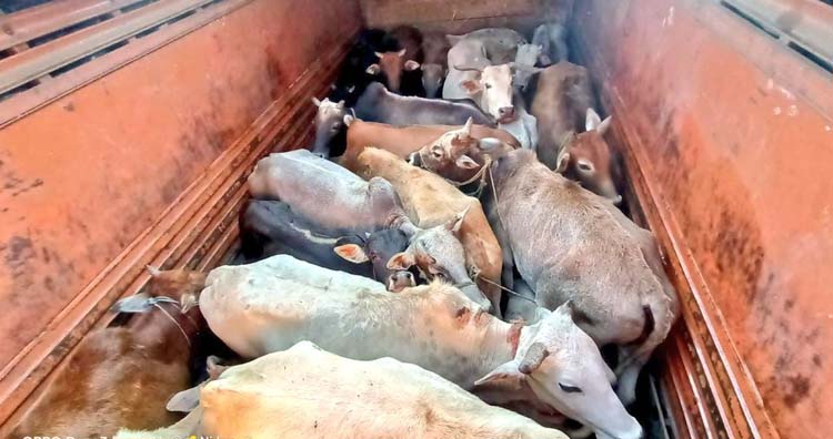 cattle heads Assam Assam Meghalaya: AL Hek alarmed by rise in cattle smuggling to Bangladesh Assam: 24 bovines rescued from truck in Guwahati