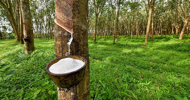 Centre plans rubber plantations in 2 lakh hectares of land in Northeast: Piyush Goyal  1
