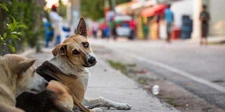 Stray dogs Meghalaya Assam: 47 dogs rescued by police in Golaghat, five nabbed