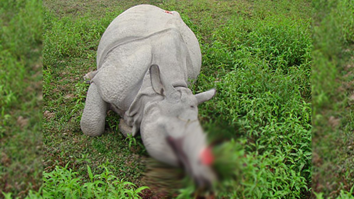 Assam rhino kaziranga