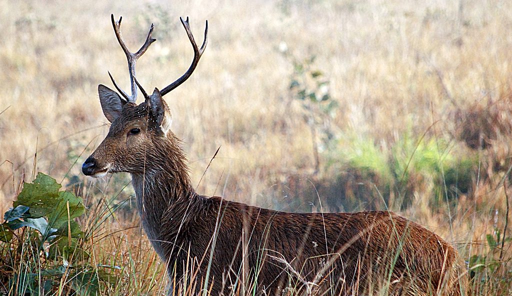 Swamp Deer