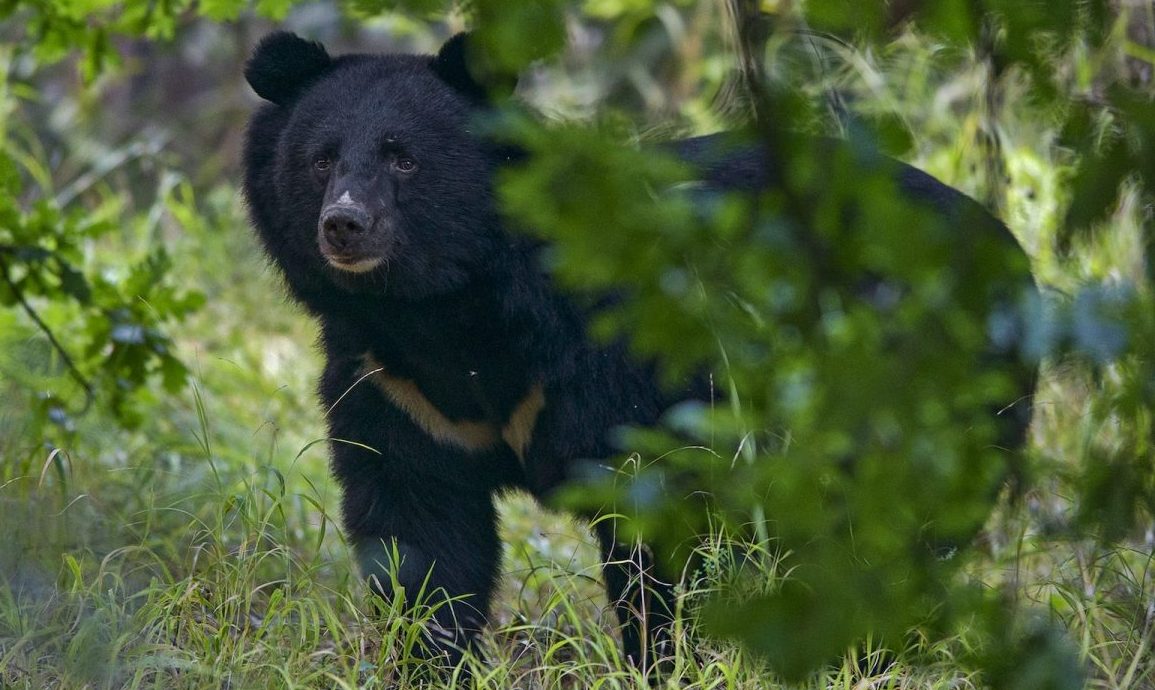 bear attack Tripura: Man injured in bear attack while working in Jhum field