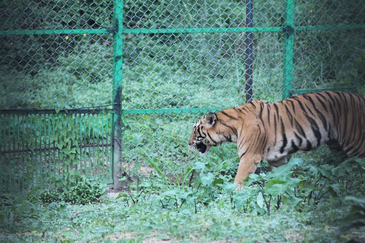 3 held with Royal Bengal Tiger parts along Arunachal-Assam border 