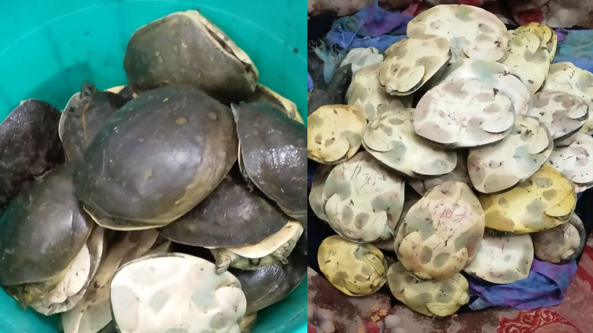 Assam: 235 rare turtle species seized in Kamakhya Railway Station