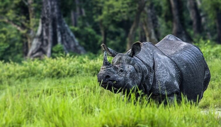 Rhino census at Kaziranga National Park