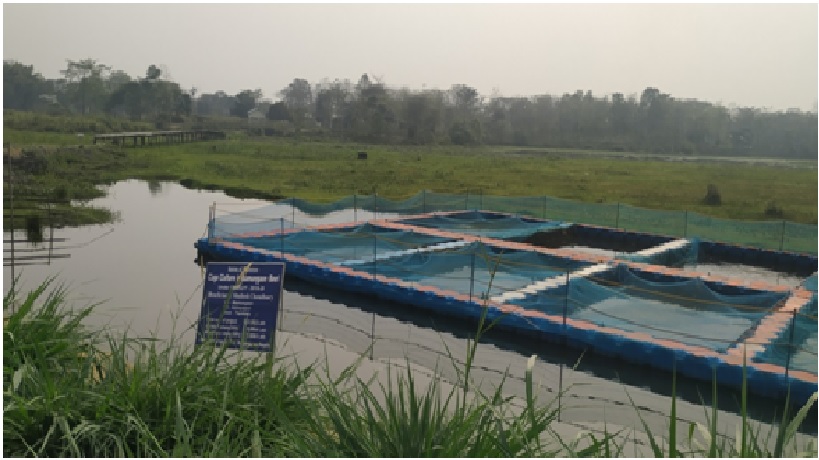 How to Start Cage Culture Fish Farming in India: Types, Cost, Profit,  Report, and Management