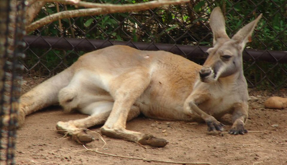 Police kangaroo Assam Bengal border