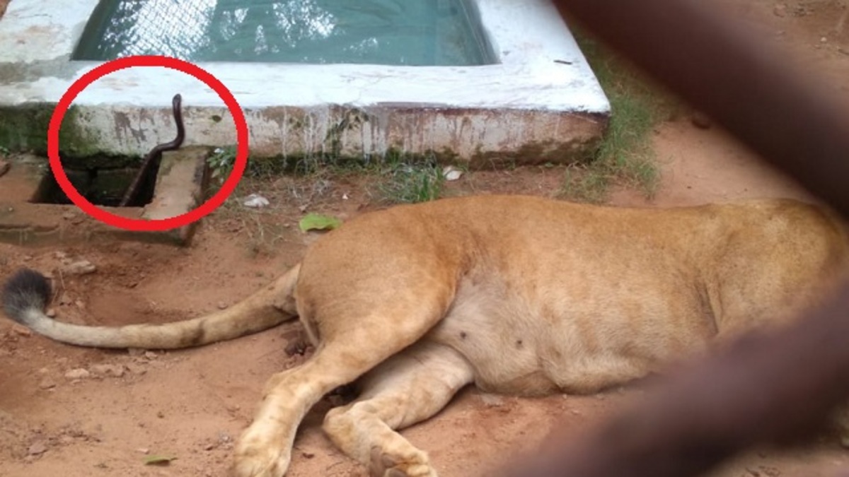 African lioness snake bike Bhubaneswar Nandankanan Zoo