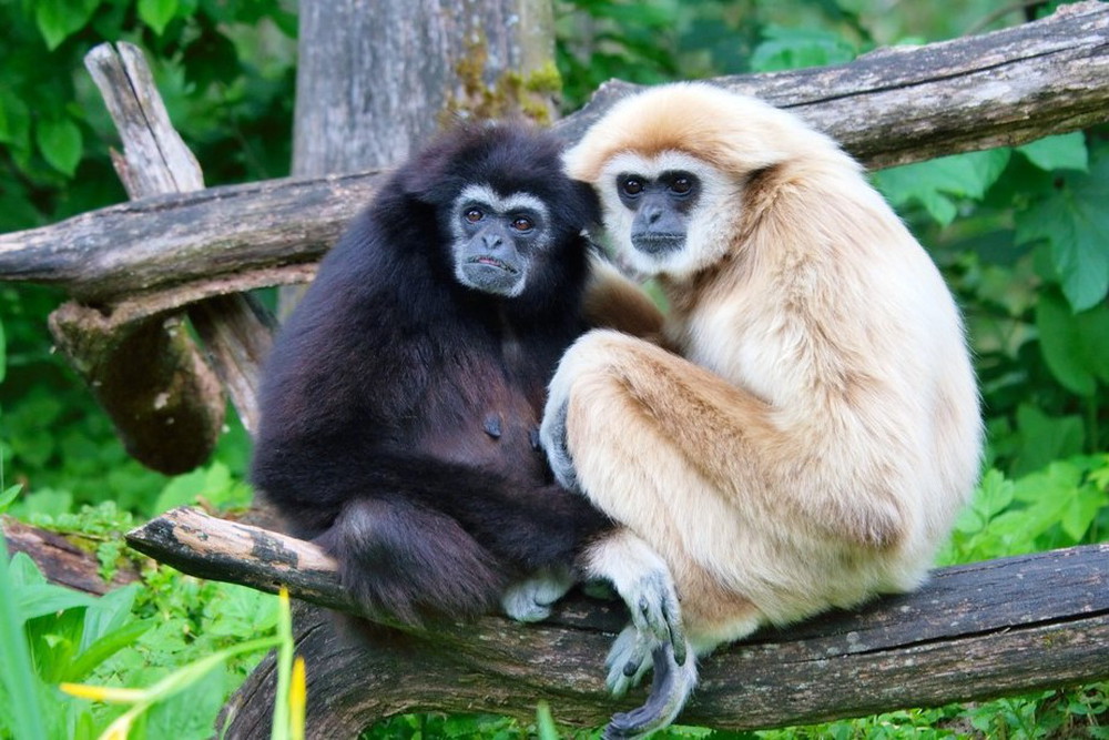 Nagaland Hoolock gibbon