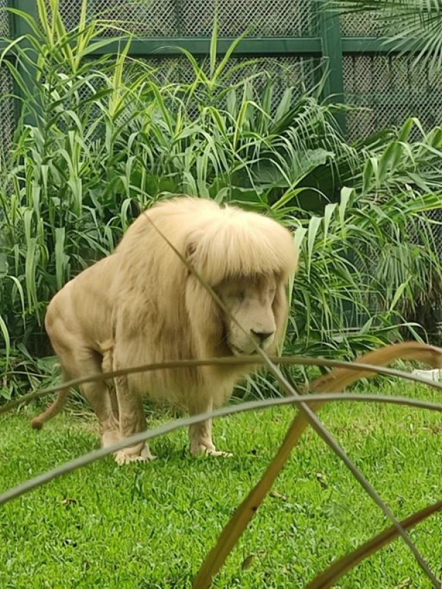 Unique hairdo of white lion in China zoo making heads turn - NORTHEAST NOW