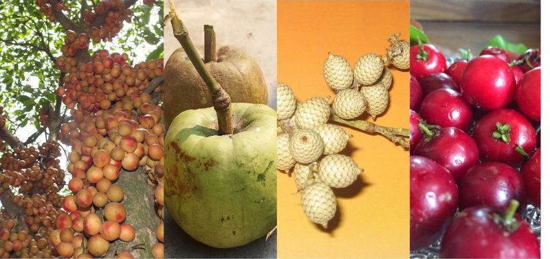 which-is-the-state-fruit-of-himachal-pradesh-trust-the-answer