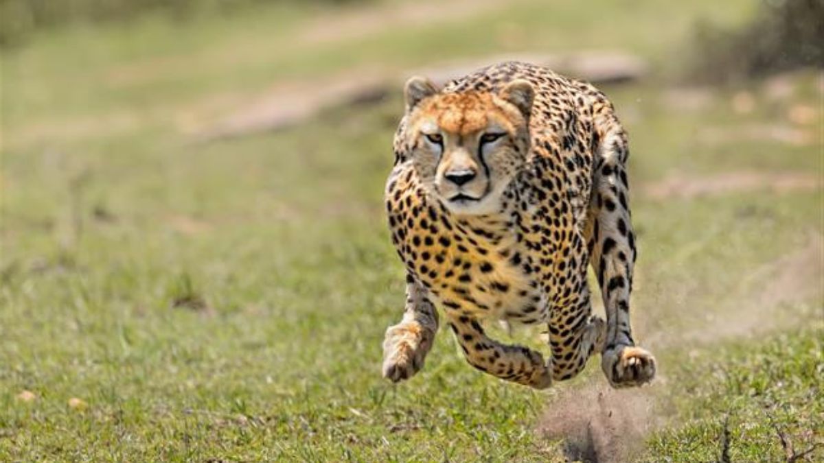 Cheetahs India