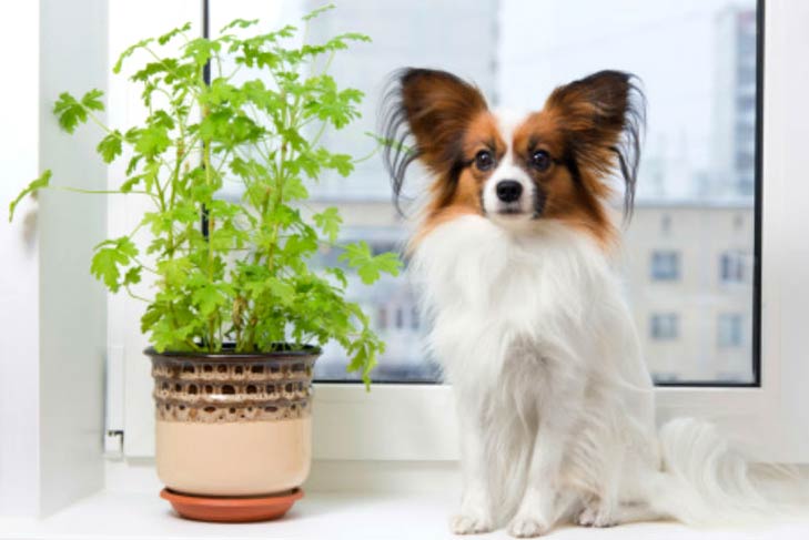 Dogs and plants to hot sale avoid