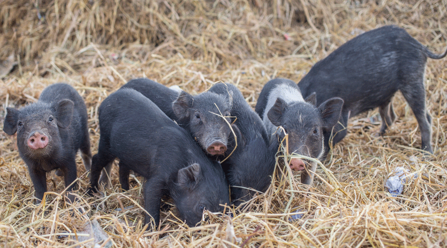 Nagaland Kohima pork