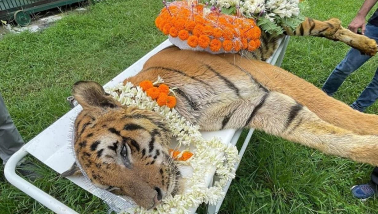 One of the oldest Royal Bengal Tigers, Raja passes away in West Bengal's Jaldapara One of the oldest Royal Bengal Tigers, Raja passes away in West Bengal's Jaldapara