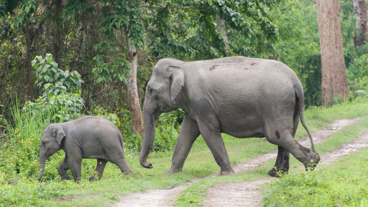 elephant trade Meghalaya Wild elephants trample two people to death in Assam