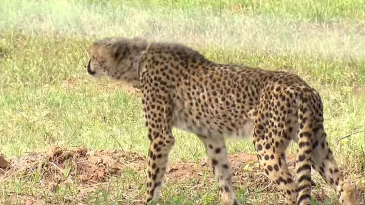 Cheetah PM Modi Kuno National Park