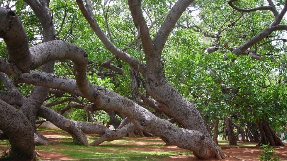 banyan tree