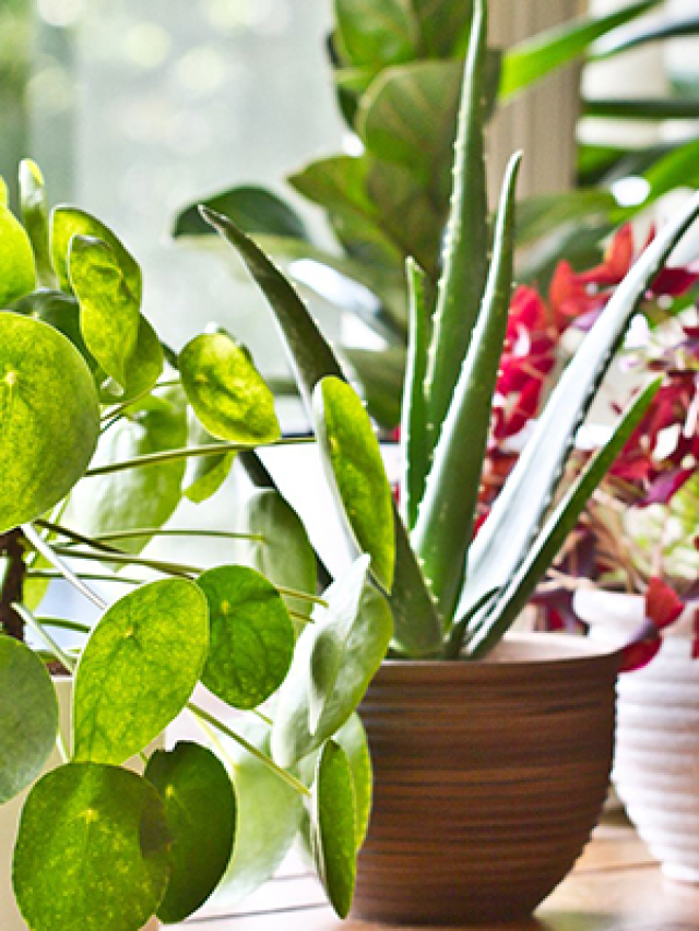 Best plants to keep at home according to Vastu NORTHEAST NOW