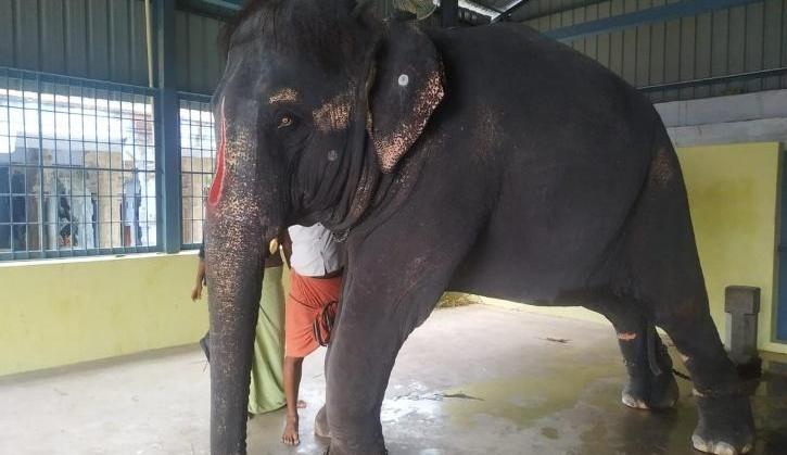 PETA India rejects temple authorities’ claim on Assam elephant Joymala ...