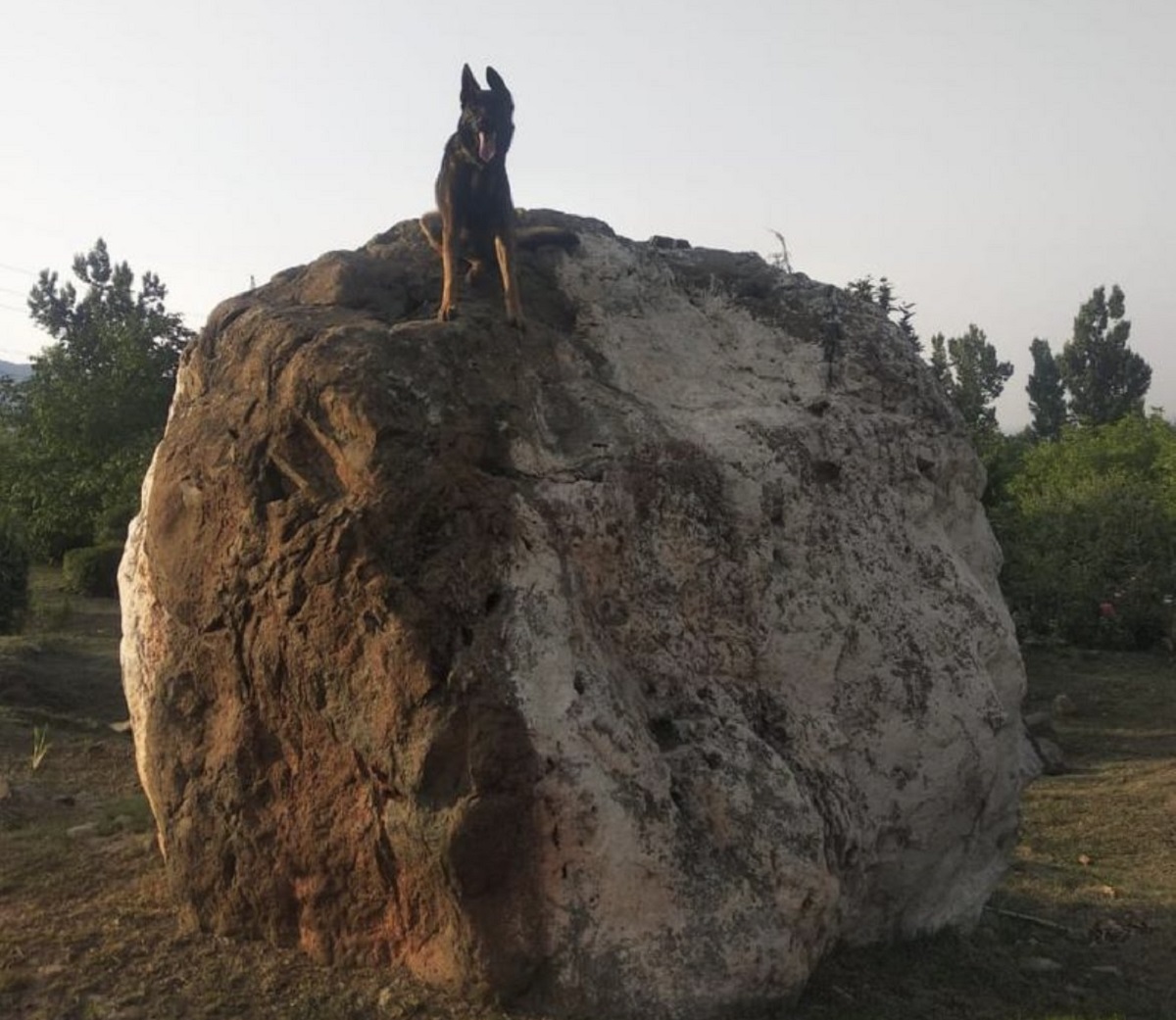 Indian Army Pays Tribute To Martyred Canine Warrior ‘Zoom’