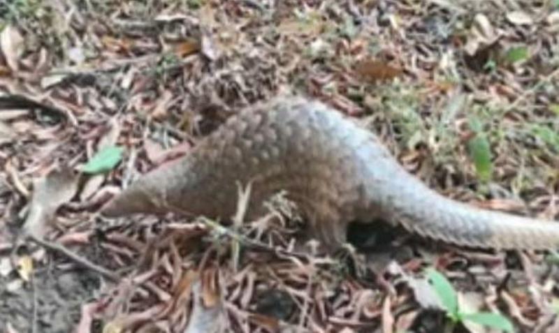 Manipur: Chinese pangolin rescued, released into wild