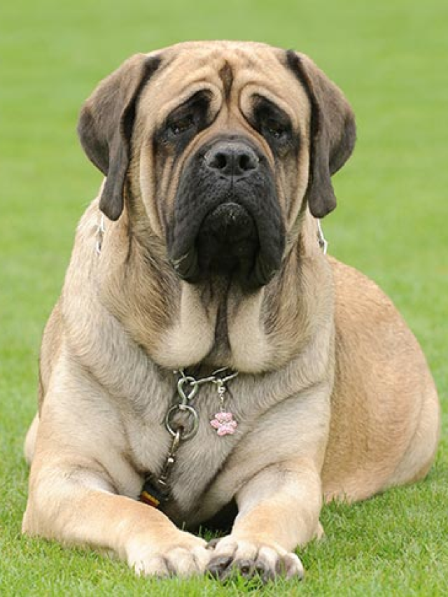 5-most-expensive-dog-breeds-in-india-northeast-now