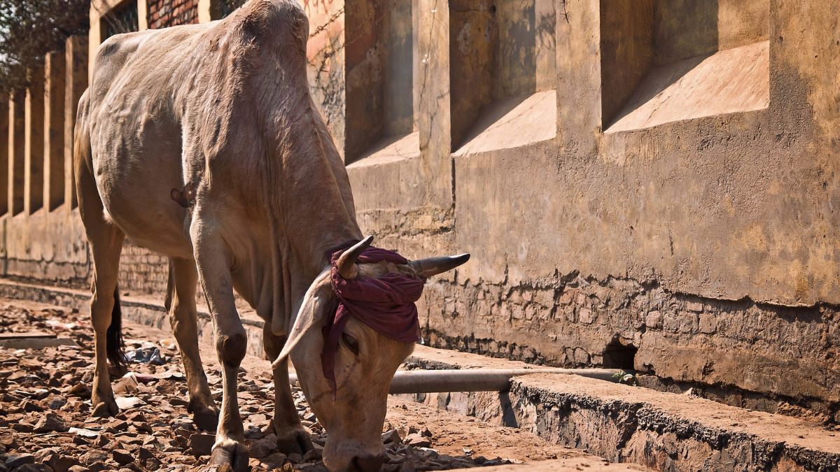 Cowherd Assam Meghalaya lumpy virus Meghalaya Meghalaya: Govt warns not to consume meat or milk of cattle infected with