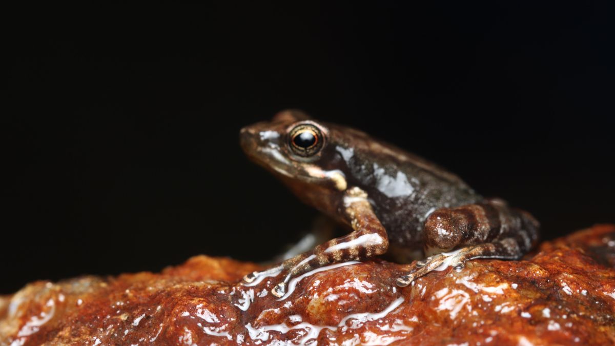 Meghalaya frog