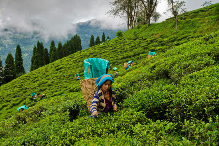 Each year, especially in summer, Assam’s tea plantations witness numerous incidents of venomous snakebites and snakebite-related deaths. The women tea workers are more vulnerable to venomous snakebites, as they are the ones primarily harvesting tea leaves in the fields, which exposes them to frequent contacts with venomous snakes. To tackle the problem, healthcare providers say, timely access to antivenom, public awareness and development of region-specific, monovalent antivenom to treat bites from species endemic to the region are needed.