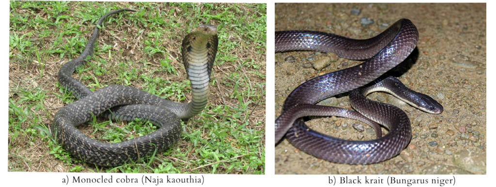 Assam’s tea gardens are home to a variety of snakes. Each summer, there is a spike in incidents of snakebites and snakebite-related deaths, sometimes leading to retaliatory killing of snakes. Photo of monocled cobra by Jonathan Hakim/Flickr and Photo of black krait by Rejoice Gassah/Wikimedia Commons