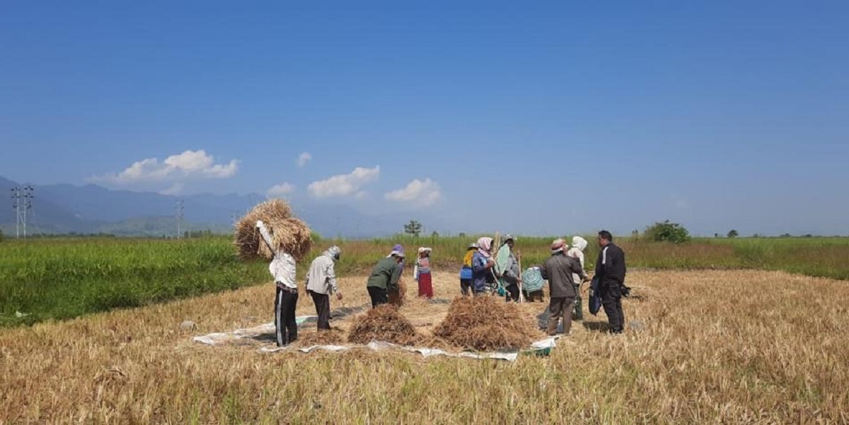 Paddy Harvesting Begins In Strife-torn Manipur Under Security Cover