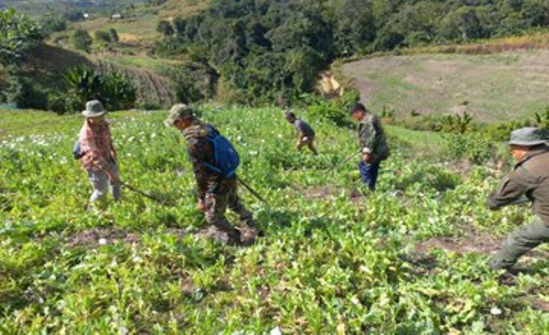 Manipur: Illegal poppy plantation destroyed in Churachandpur