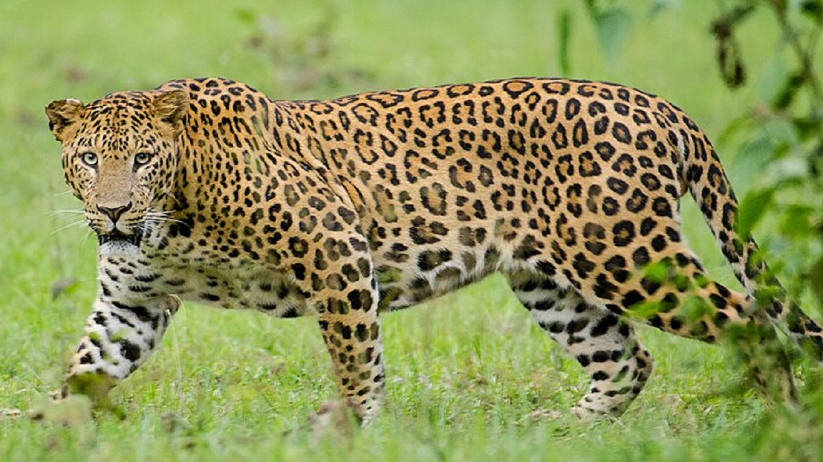 Assam Assam: Hills around GMCH in Guwahati marked 'leopard territory'